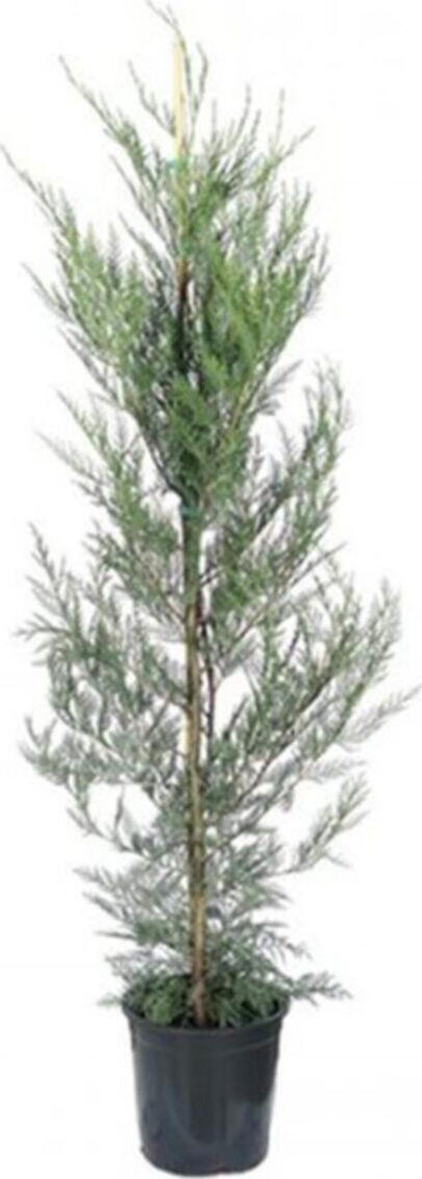 Leylandi Fidesi Cupressocyparis Leyland 40-50 cm Tüplü - Image 1