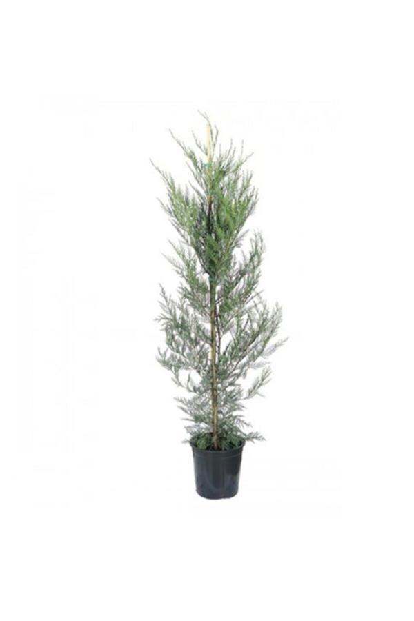 Leylandi Fidesi Cupressocyparis Leylandii - Image 1