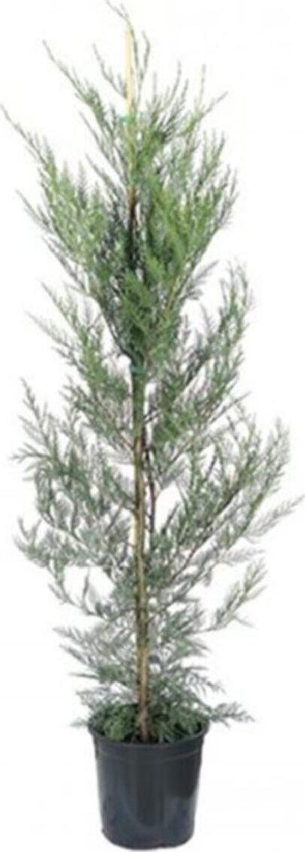 Leylandi Fidesi Cupressocyparis Leylandii - Image 1