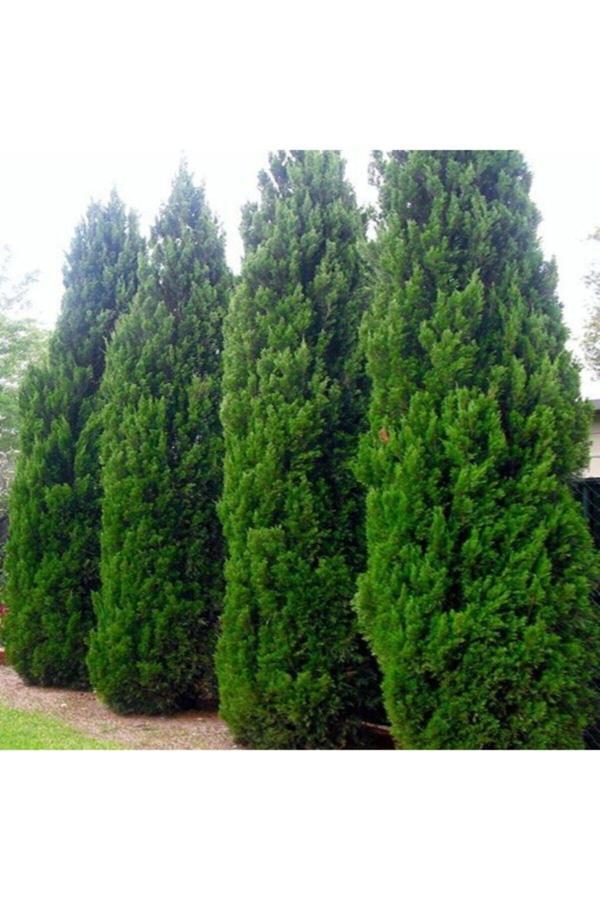 2 Adet Tüplü Leylandi (cupressocyparis Leylandii) Fidanı(40-60cm) - Image 1
