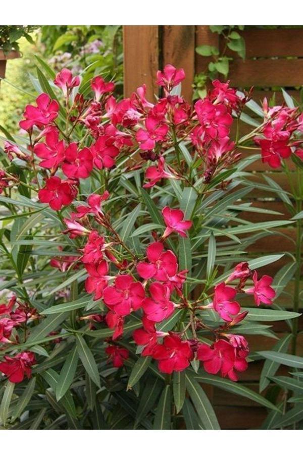 2 Adet Zakkum Fidanı Koyu Pembe Çiçekli Nerium Oleander Saksılı 30-50 cm - Image 1