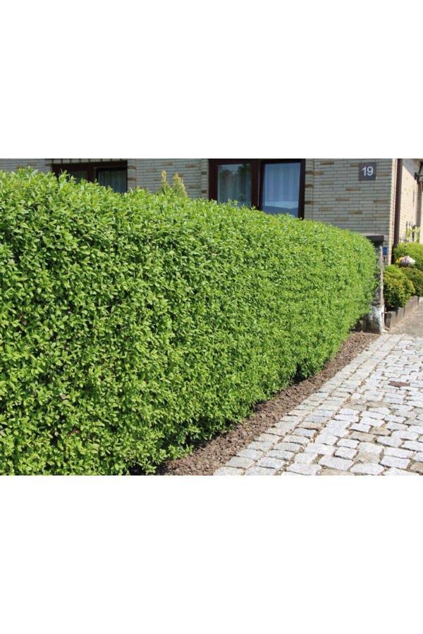 Ligustrum Kurtbağrı 10 Adet - Çit Bitkisi 50-100 cm - Image 1