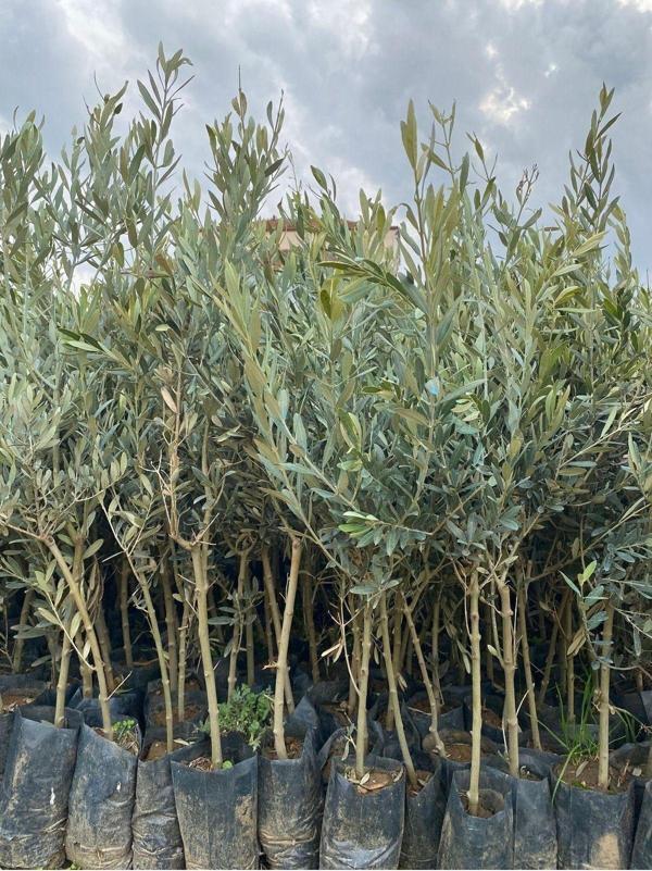 2 Yaş 1 Metre Uzunluğunda Gemlik Zeytin Fidanı - Image 1