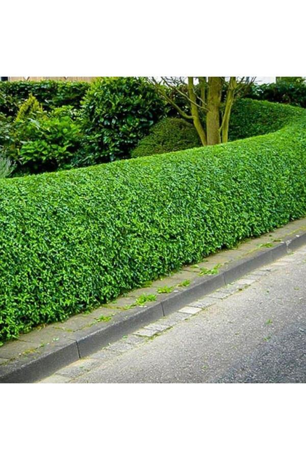 Ligüstrüm Lüküstürüm Ligustrum Japonica Kurtbağrı Fidanı 40- 80 Cm - Image 1