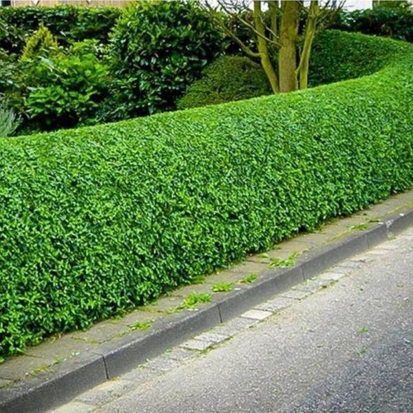 Ligüstrüm Lüküstürüm Ligustrum Japonica Kurtbağrı Fidanı 40- 80 Cm - Image 1