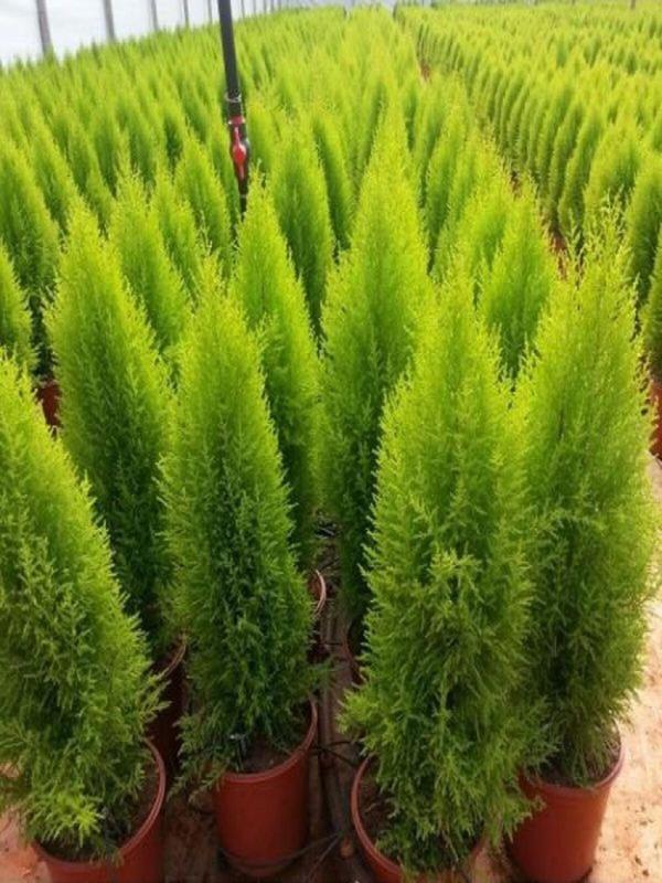 Limon Kokulu Limoni Servi Fidanı SAKSILI\TÜPLÜ 35-55CM (Limoni Servi Çam Ağacı) - Image 1