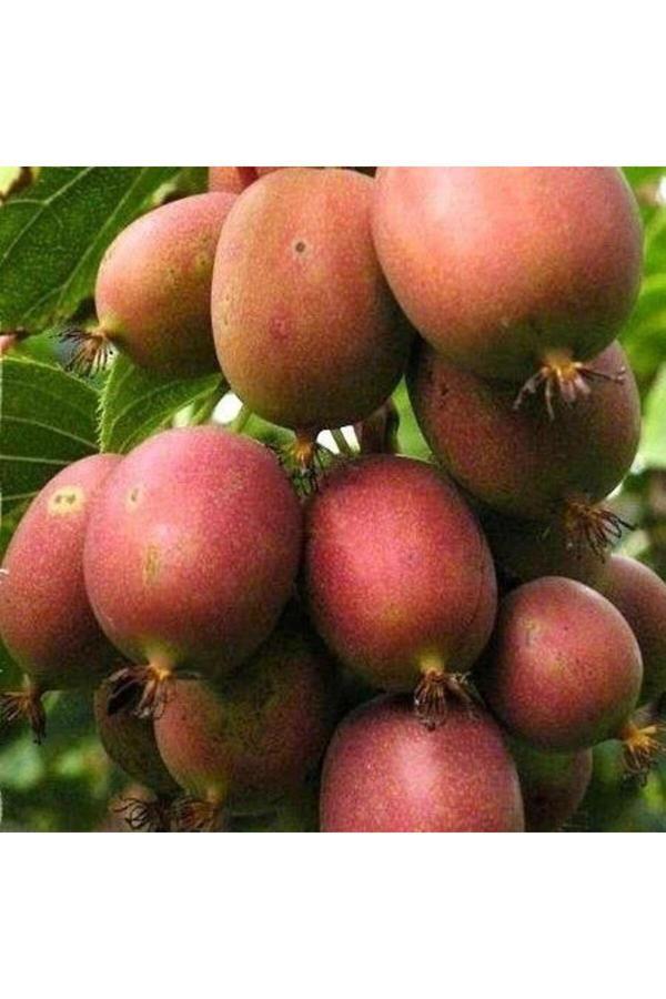 2 Yaş Kens Red Bordo Mini Kivi Fidanı (ERKEK), Torbada - Image 1
