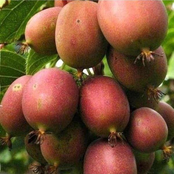 2 Yaş Kens Red Bordo Mini Kivi Fidanı (ERKEK), Torbada - Image 1