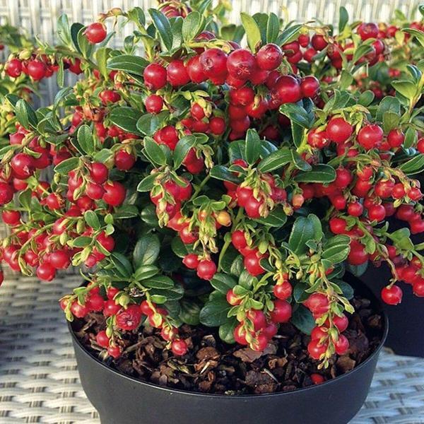 Turna Yemişi (Cranberry) Fidanı 9 cm saksıda - Image 1