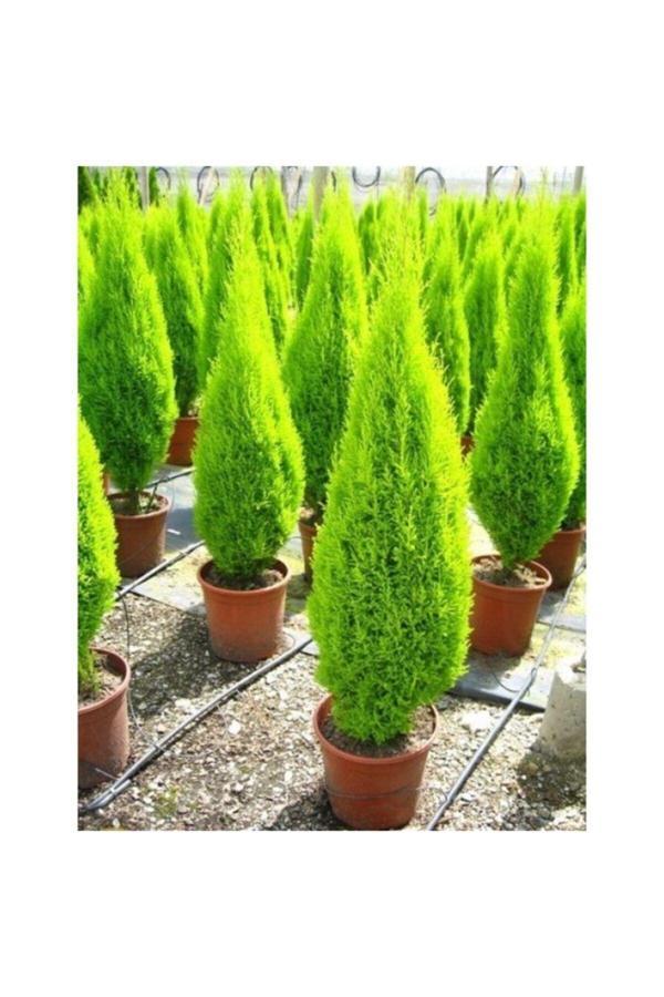 Limoni Servi Çam Ağacı Çok Güzel Kokulu 35-50 Cm - Image 1