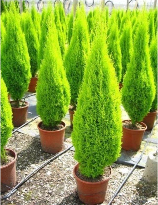 Limoni Servi Çam Ağacı Çok Güzel Kokulu 35-50 Cm - Image 1