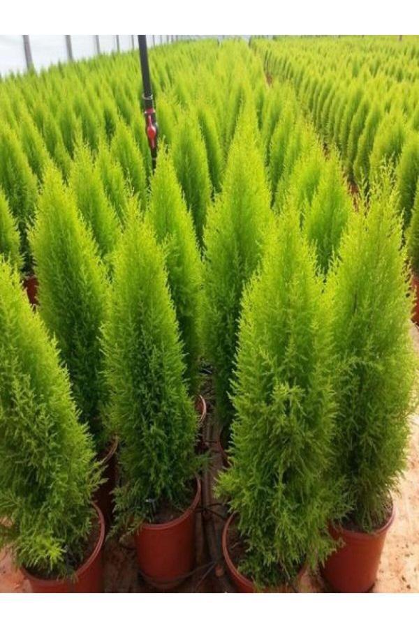 Limoni Servi Fidanı Saksili\tüplü 40-50cm - Image 1