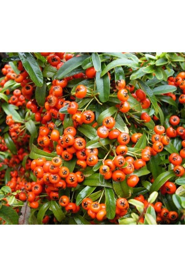 2 Yaşında Saksılı/Tüplü Kırmızı Bodur Ateş Dikeni (Pyracantha coccinea) Fidanı - Canlı ve Renkli - Image 1