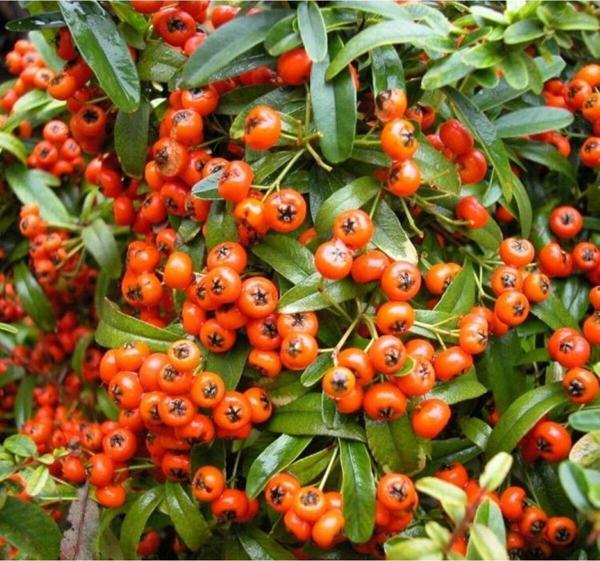 2 Yaşında Saksılı/Tüplü Kırmızı Bodur Ateş Dikeni (Pyracantha coccinea) Fidanı - Canlı ve Renkli - Image 1