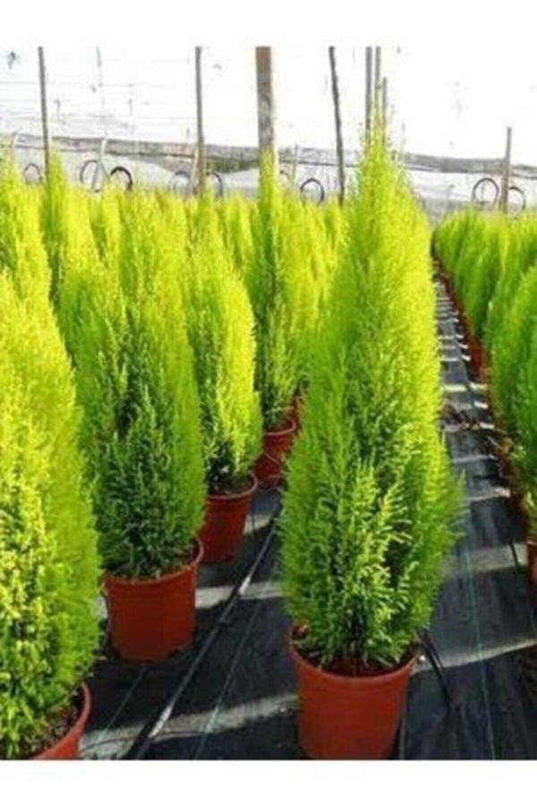 Tüplü ( Salon Çamı ) Limoni Servi Çam Fidanı (14 Lük Saksıda- Boyu 30-40 Cm ) Limon Kokulu Çam Fida - Image 1