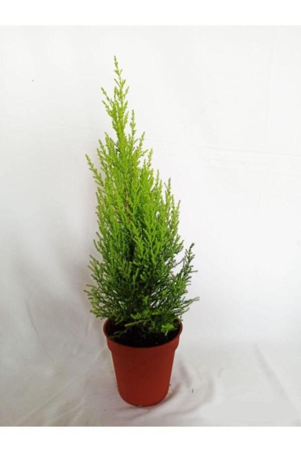 Limoni Servi limon Çamı 40-60cm - Image 1