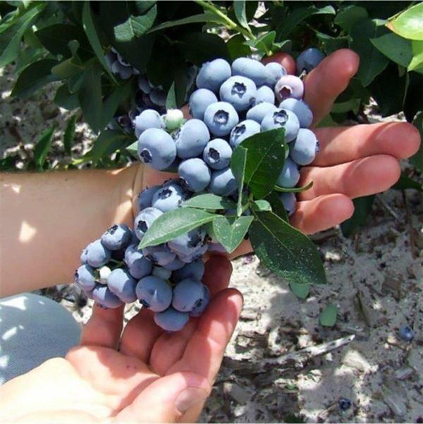 Lipaka Blueberry Yaban Mersini Fidanı 30-50 Cm - Image 1