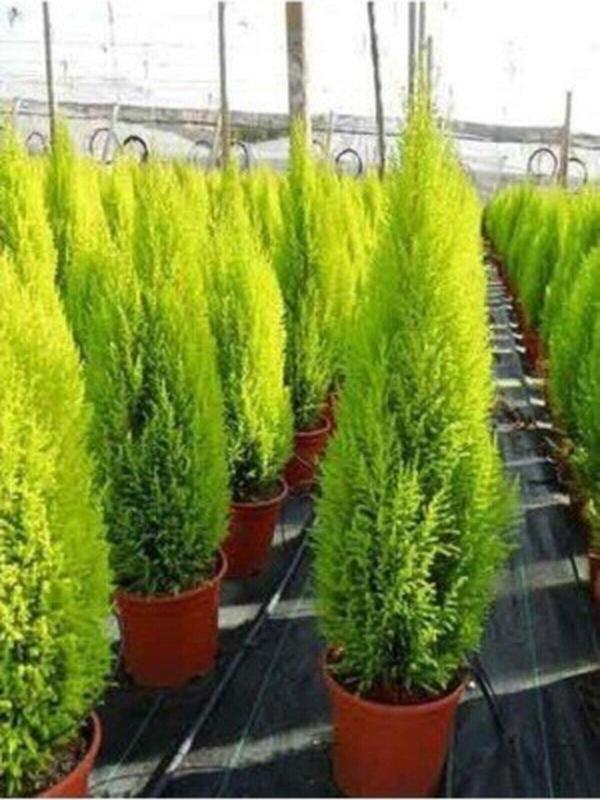 Tüplü ( Salon Çamı ) Limoni Servi Çam Fidanı (boyu 40-50 Cm ) Limon Kokulu Çam Fidanı - Image 1