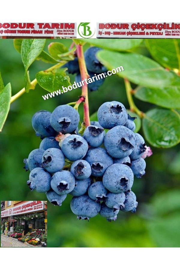 2 Yaşında Tam Bodur Doku Kültürü Tüplü Topraklı Likaba , Maviyemiş, Yaban Mersinimeyve Fidanı - Image 1
