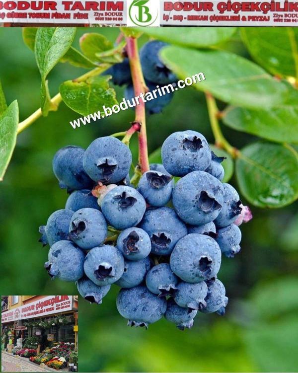 2 Yaşında Tam Bodur Doku Kültürü Tüplü Topraklı Likaba , Maviyemiş, Yaban Mersinimeyve Fidanı - Image 1