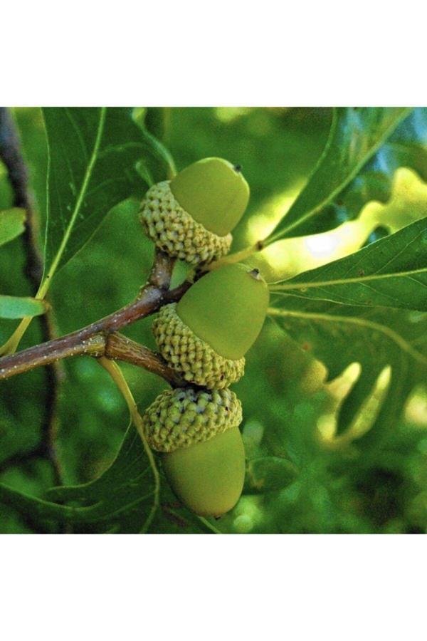 Tüplü (quercus) Meşe Ağacı Fidanı  30-50 cm - Image 1