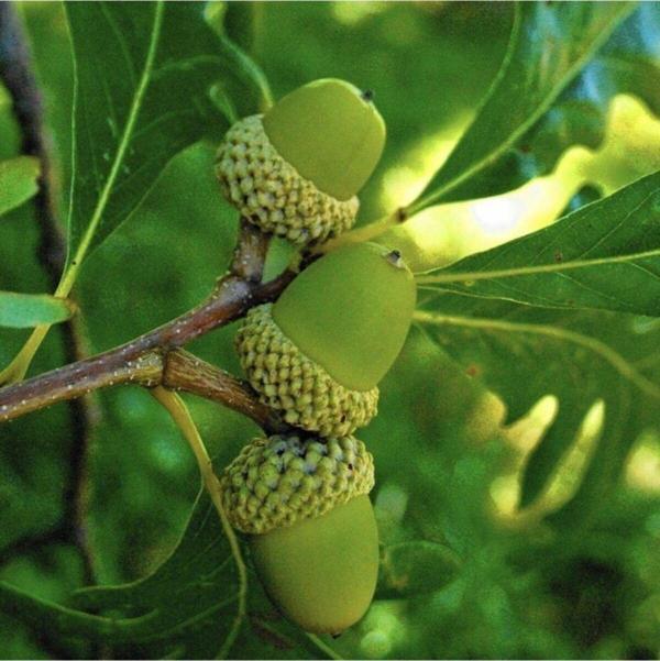 Tüplü (quercus) Meşe Ağacı Fidanı  30-50 cm - Image 1