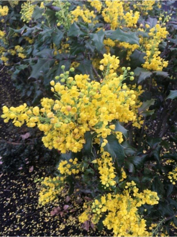 Mahonia Aquifolium Mahonya Çalısı, 40-60 Cm, Saksıda - Image 1