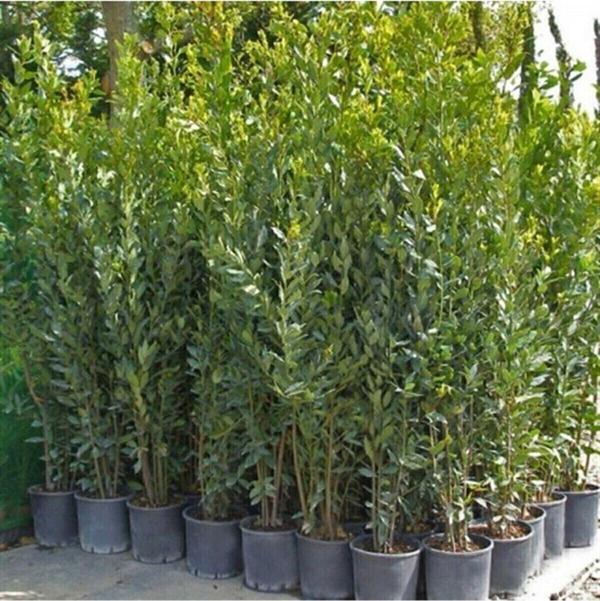 Tüplü 40-60 cm Defne Ağacı Laurus Nobilis Fidanı - Image 1