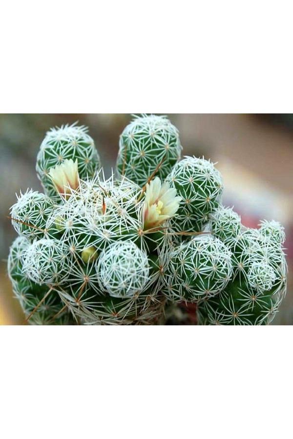 Mammillaria Gracilis Kaktüs - Image 1