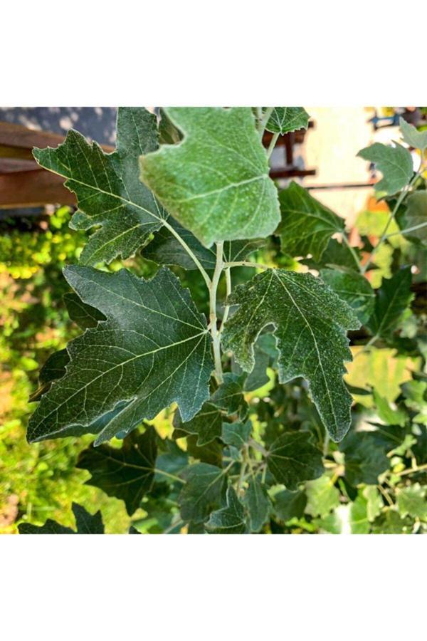 Tüplü Ak Kavak (populus Alba) Fidanı - Image 1