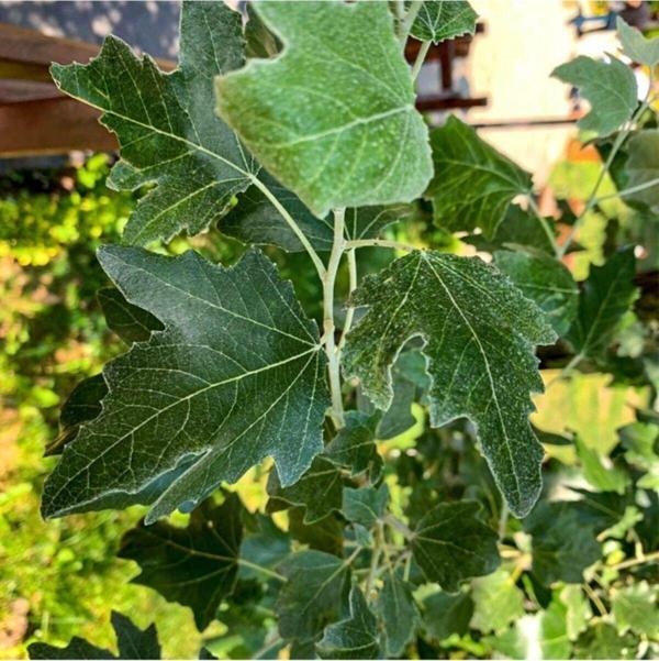 Tüplü Ak Kavak (populus Alba) Fidanı - Image 1