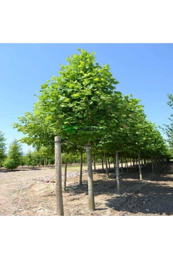Tüplü Ak Kavak Ağacı Fidanı 1 metre - Image 1