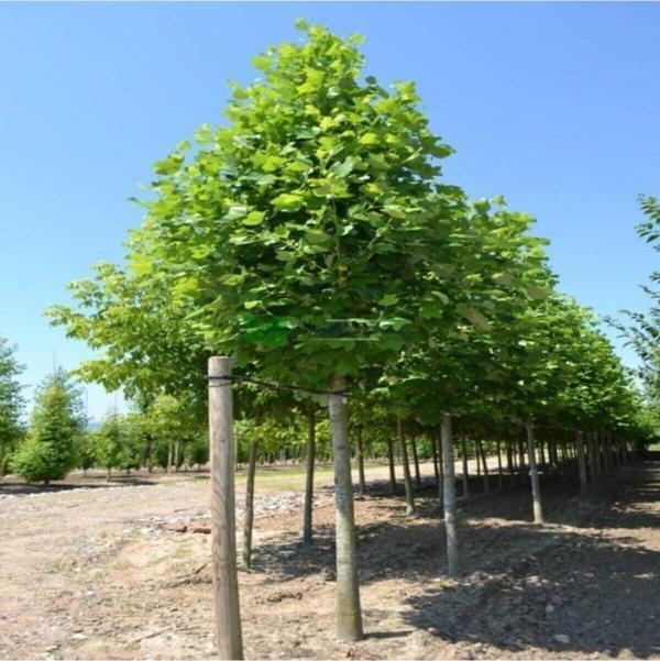 Tüplü Ak Kavak Ağacı Fidanı 1 metre - Image 1
