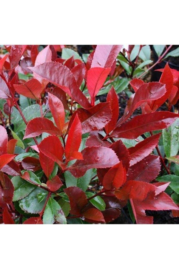 Tüplü Alev Çalısı (Photinia Red Robin) 30-40 cm - Image 1
