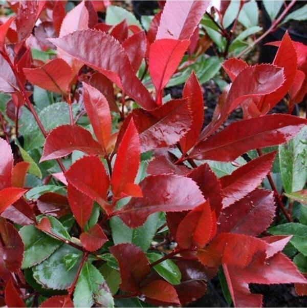 Tüplü Alev Çalısı (Photinia Red Robin) 30-40 cm - Image 1