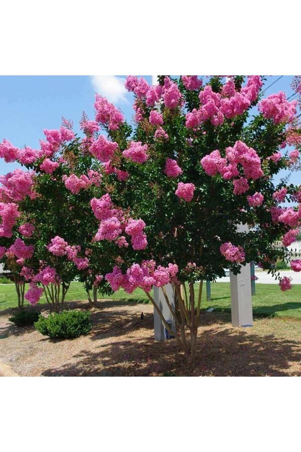 3 Adet Saksıda Pembe Çiçekli Oya Ağacı (BOY 30 ILA 40 CM) - Image 1