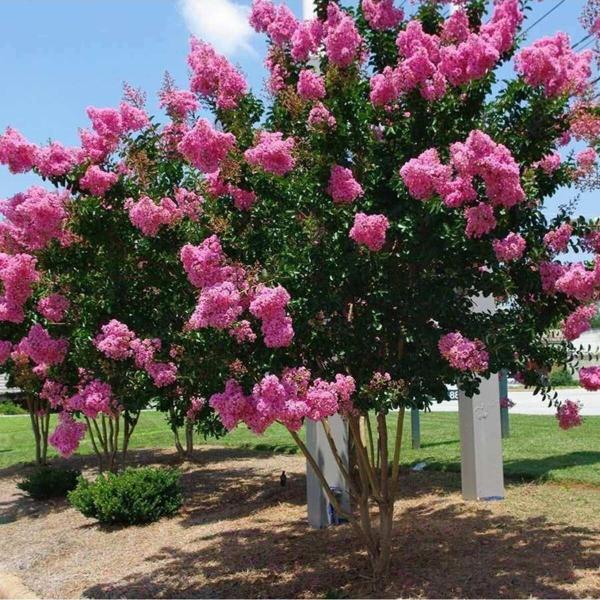 3 Adet Saksıda Pembe Çiçekli Oya Ağacı (BOY 30 ILA 40 CM) - Image 1