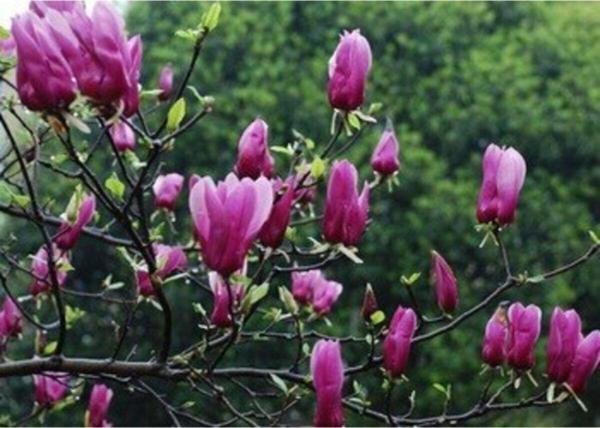 Manolya Yaprak Döken Manolya Tüplü 40-60cm Bulunan Fidan - Image 1