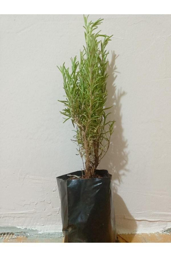 3 Adet Tüplü Saksılı Biberiye Fidesi 20 cm - Image 1
