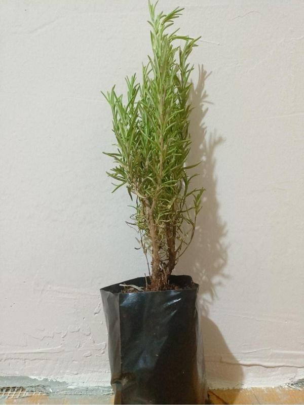3 Adet Tüplü Saksılı Biberiye Fidesi 20 cm - Image 1