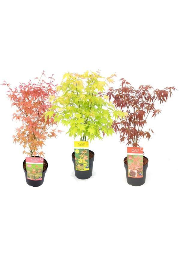 Bir Yeşil Bir Kırmızı Japon Akçaağaç Fidanı Acer Palmatum 30-50 Cm - Image 1