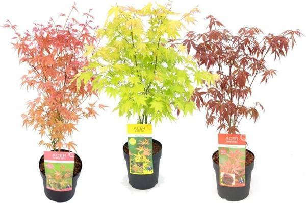 Bir Yeşil Bir Kırmızı Japon Akçaağaç Fidanı Acer Palmatum 30-50 Cm - Image 1