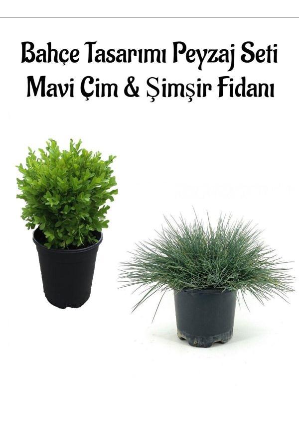 Mavi Çim 1 ADET Saksılı (10-20cm)+Çalı Şimşiri(20-30cm) 1 ADET Bahçe seti - Image 1