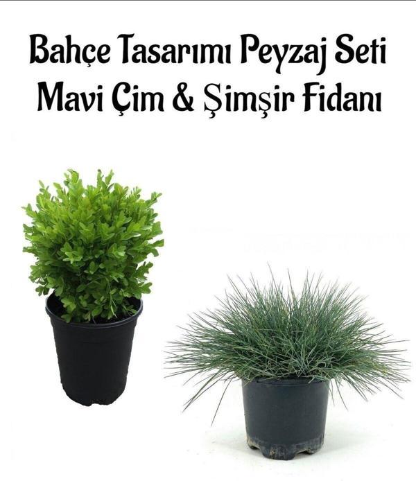 Mavi Çim 1 ADET Saksılı (10-20cm)+Çalı Şimşiri(20-30cm) 1 ADET Bahçe seti - Image 1