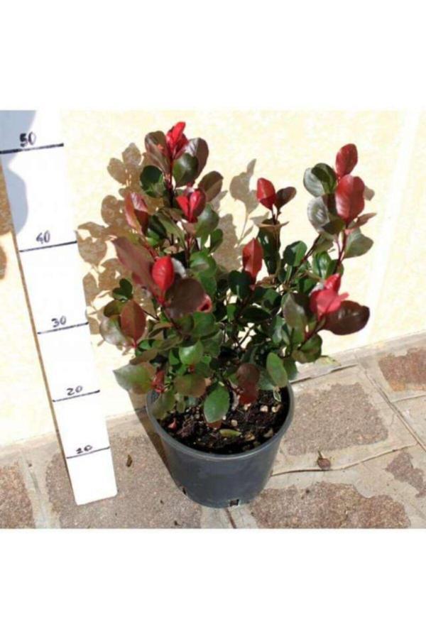 Bodur Alev Çalısı 30 cm Saksılı - Image 1