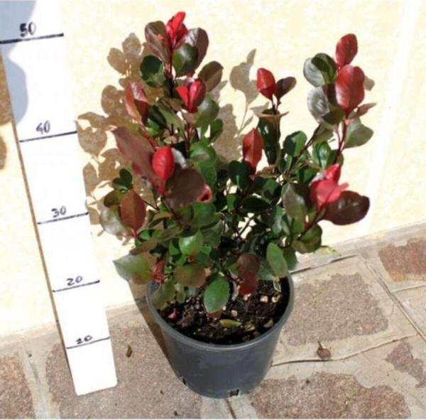 Bodur Alev Çalısı 30 cm Saksılı - Image 1