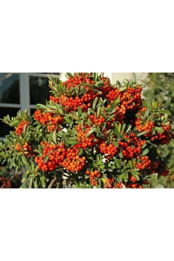 Bodur Ateş Dikeni Fidanı 30cm-50cm - Image 1