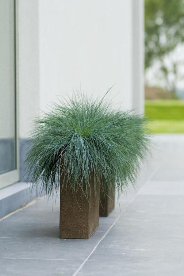 Mavi Çim Blue Fescue Saksılı - Image 1
