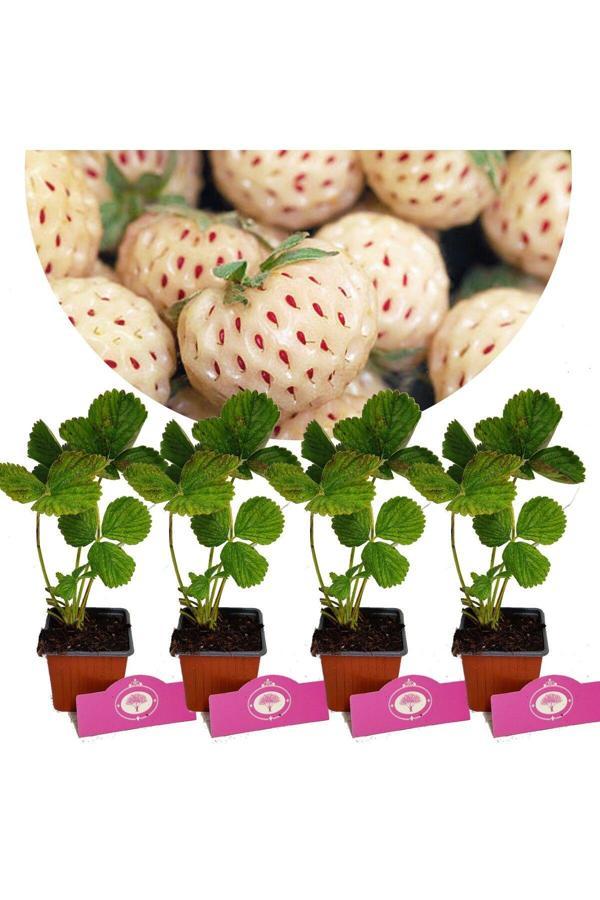 4 Adet Beyaz Çilek Fidesi- Pineberry - Image 1