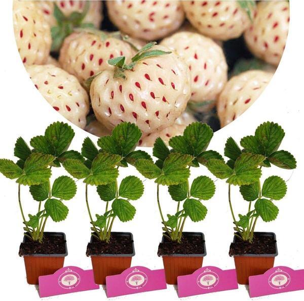 4 Adet Beyaz Çilek Fidesi- Pineberry - Image 1